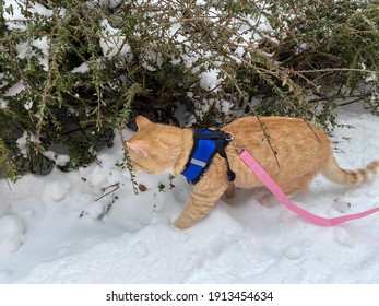 One Beautiful And Well-groomed Red-haired House Cat Walks Outside In The Winter On A Leash In The White Snow. The Pet Is Neatly Acquainted With The Street And Bushes. Caring Animals . No People Around