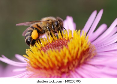 One bee on the flower.