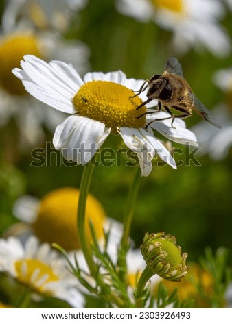 One bee-like fly sits on a white daisy flower on a summer day. Insect on a flower close-up. Hover flies, also called flower flies or syrphid flies. Syrphidae perched on white daisy in close up