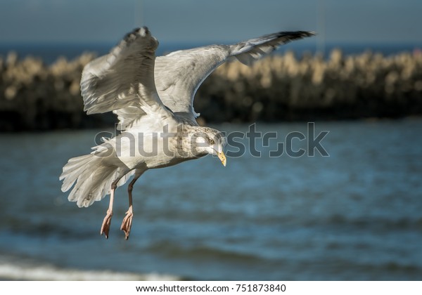One of the\
best known of all gulls along the shores of Western Europe is the\
European herring gull (Larus argentatus) It is one of the largest\
gulls and is found in large\
numbers