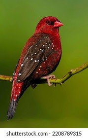 One Of The Best Shots Of Strawberry Finch