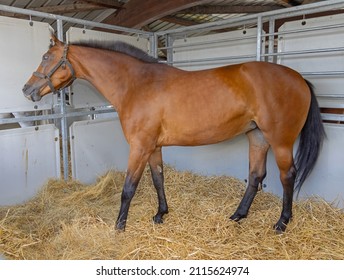 One Big Brown Horse In Temporary Stable Structure