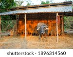 One big buffalo behind a haystack.