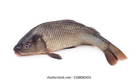 One Big Carp Isolated On A White Background.