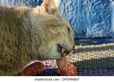 One Big Gray Cat Eating A Bone With Red Meat