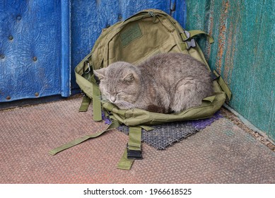 One Big Gray Cat Lies And Sleeps On A Green Backpack Against A Blue Wall Outside