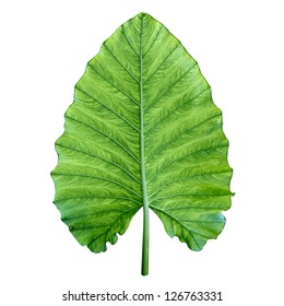 One Big Green Tropical Leaf From Jungle Isolated On White - Giant Upright Elephant Ear, Night-scented Lily (Alocasia Odora).