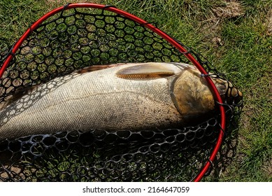 One Big Live Silver Carp Fish In A Landing Net Made Of Black Plastic Mesh Lies On Green Grass In Nature