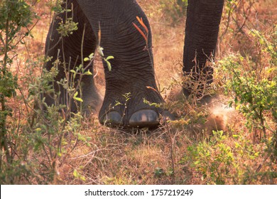 One Big Step For An Elephant