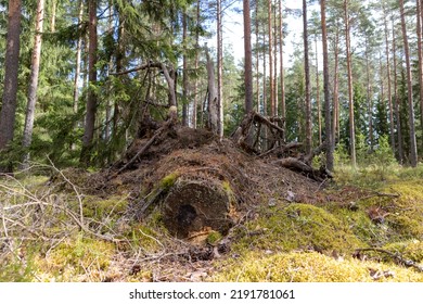 One Big Tree Fallen In The Middle Of The Green Forest