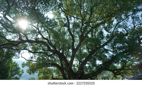 One Big Tree Have Been Growing For Thousand Years In The Countryside Village Of The China