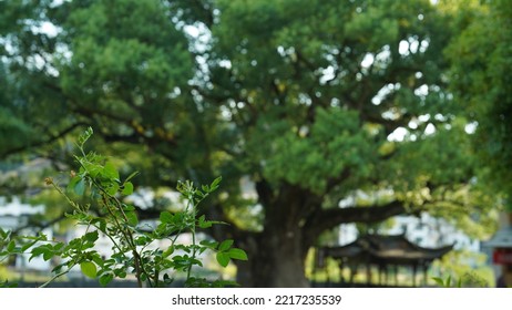 One Big Tree Have Been Growing For Thousand Years In The Countryside Village Of The China