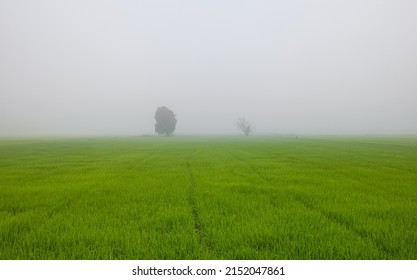 One Big Tree In The Rice Paddy Field With Thick Fog Low And Soft Lighting Lanscape.