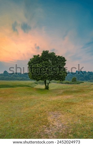 one big tree in a wide field with sunrise in the background