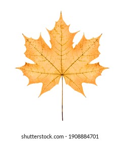 One Big Yellow Maple Autumn Dried Leaf, On White Background; Isolated