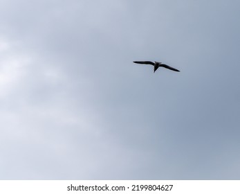 One Bird Is Flying In A Cloudy Sky. Overcast, Gray Sky. White Bird Flying Under Clouds.