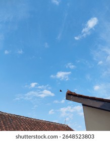 One bird is flying while another perches on the edge of the roof. The blue sky and thin white clouds, combined with the background of a residential area, add a touch of life to the image.