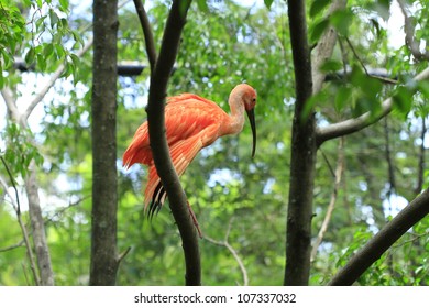 One bird on the tree