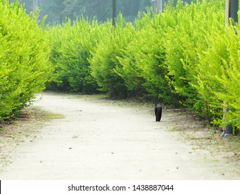 One Black Alley Cat Walking Forward In The Clay Road