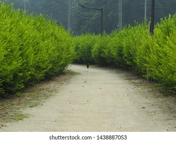 One Black Alley Cat Walking Forward In The Clay Road