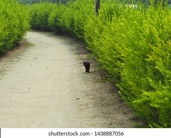 One Black Alley Cat Walking Forward In The Clay Road