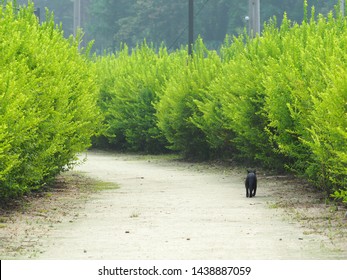 One Black Alley Cat Walking Forward In The Clay Road