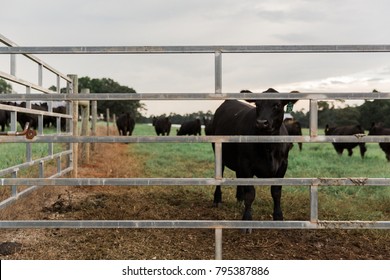 One Black Angus Cow Looking Through Metal Gate With Ear Tag