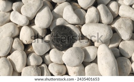 One black Color round cobblestone is isolated between a bunch of white Pebble stones. Stand out from the crowd, leadership, individuality, standout, independence, uniqueness and difference concept.