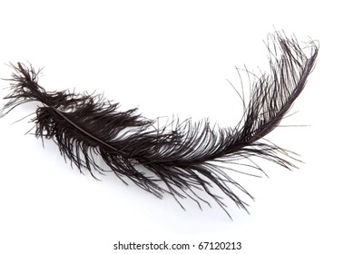 One Black Feather Isolated On White Background