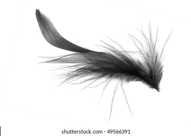 One Black Fluffy Feather