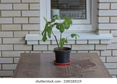 One Black Plastic Flowerpot With A Green Ornamental Plant Stands On A Brown Wooden Table Outside Against A White Brick Wall With A Window