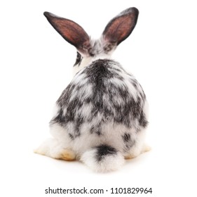 One black rabbit with white spots isolated on a white background.