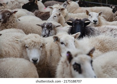 One Black Sheep Amongst A Herd Of Whites