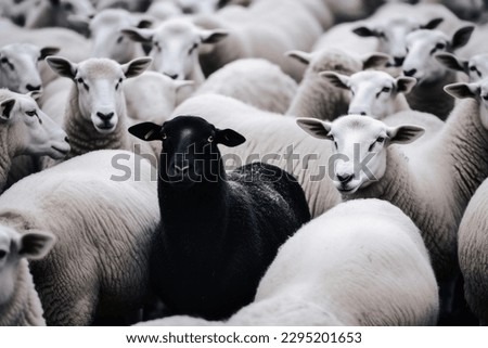 One black sheep in a herd of white sheep 商業照片 © 