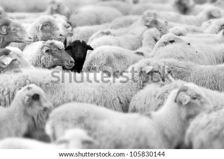 one black sheep in the herd of whites