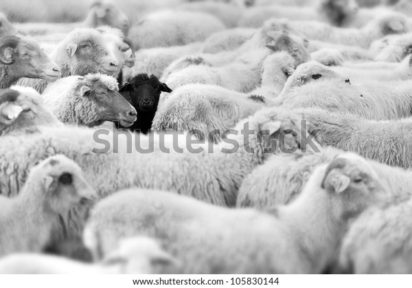 one black sheep in the\
herd of whites