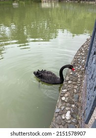 One Black Swan And Pond