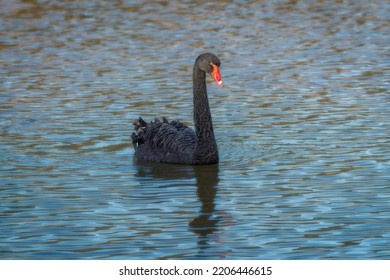 One Black Swan In Portrait