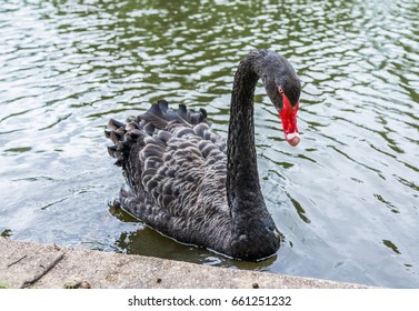 One Black Swan With Red Beak Swimming In Lake In Park During Summer