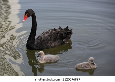 One Black Swan And Two Baby Cygnets