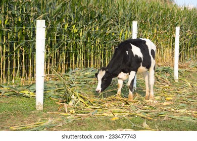 One Black And White Cow Eating The Corn Crops.