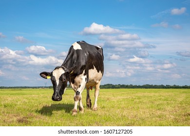 One black and white cow, friesian holstein, walking towards in a pasture under a blue cloudy sky and a faraway straight horizon.