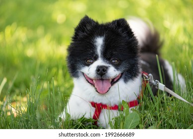 one black and white Pomeraniam dog laying in green grass. copy space