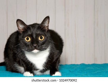 Cat With Dilated Pupils Images Stock Photos Vectors Shutterstock