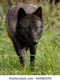One black wolf waling forward through grass