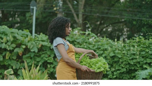 One Black Woman Holding Basket Carrying Vegetables At Urban Farm Wearing Apron. Person Carries Organic Food Outdoors