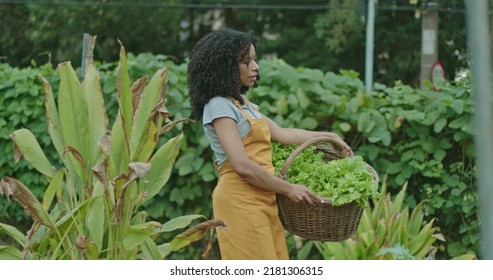 One Black Woman Holding Basket Carrying Vegetables At Urban Farm Wearing Apron. Person Carries Organic Food Outdoors