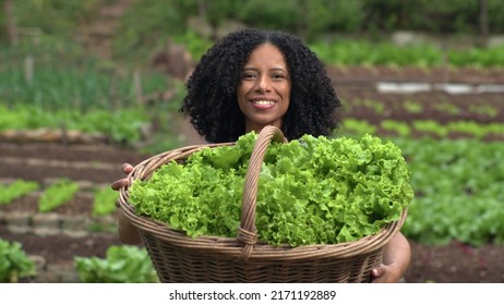 One Black Woman Showing Organic Vegetables At Community Garden Small Farm. Person Cultivating Lettuces