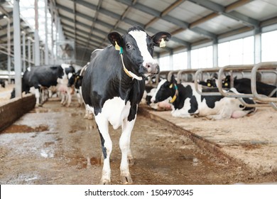 One Of Black-and-white Milk Cows Standing In Aisle Of Large Contemporary Dairy Farm In Front Of Camera