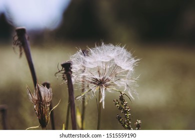 One blooming dandelion on background of greenery. Concept nature, flora.